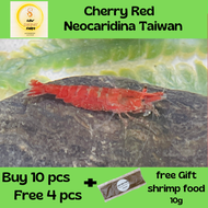 Sakura Cherry Red Shrimp / Udang Akurium-Neocaridina Taiwan 10 pcs free 4pcs（樱花米虾）