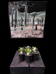 Pachypodium brevicaule 惠比須笑 Apocynaceae 夾竹桃科  Pachypodium 棒錘樹屬 (08/09/19Sold)