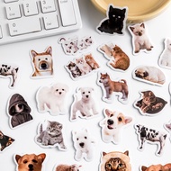 45pcs Cat Cute Animal Stickers, Otter Cartoon Sticker Set Decor Kawaii Animal Stickers Scrapbook Jou
