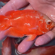 Ikan Oscar Paris Red Chili