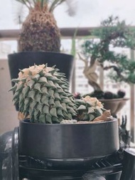 塊根植物｜岩牡丹｜雙頭｜盆口25cm