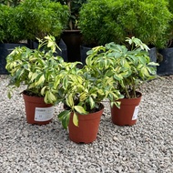 90s Greenovation live plant Schefflera Variegated 鹅掌藤锦 P120