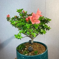 日本皋月杜鵑-鹿山