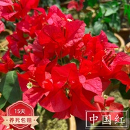 Benao Heavy Red Bougainvillea Potted Plant with Flower Triangle Plum Seedling Ground Flower Variety Climbing Vine Old Pi
