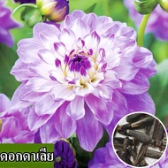 [พร้อมส่ง] เมล็ดพันธุ์ Dahlias ปลูกง่าย เมล็ดสด 100% บรรจุถุงละ 100 เม็ด ผสมสี ปลูกได้ทุกสวนในประเทศไทย เมล็ดบอนไซ  ดอกไม้หลากสีและดอกไม้ประดับสามารถปลูกได้ในลานบ้าน  กระถางต้นไม้ปลูกเมล็ดพันธุ์  เมล็ดบอนไซ  เมล็ดบอนไซ  เมล็ดบอนไซ  เมล็ดบอนไซ  เมล็