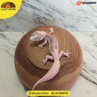 PIED Leopard Gecko, Super Pied Line SSE Super Snow Eclipse
