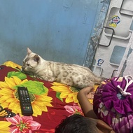 kucing bengal snow jangan usia 12 bulan