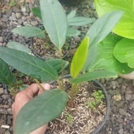 anthurium brazilian spoon/ anthurium sendok