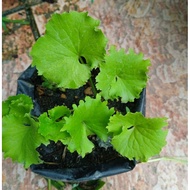 anak pokok pegaga nyonya/pegaga salad/centella asiatica