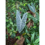 keladi hutan hijau putih