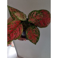 1pasu 9cm pokok agloenema merah line hijau siap akar&tanah