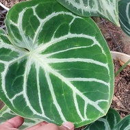 anthurium dorayaki 