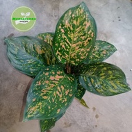 tanaman hias aglonema ruby ciangmay - bunga aglonema ruby ciangmay