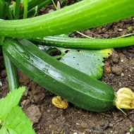 10 เมล็ด เมล็ดพันธุ์ ซูกินี หรือ บวบฝรั่ง คอร์เกตต์ Zucchini Seeds สายพันธุ์ Dark Green