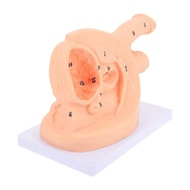 male Female internal and external genital anatomy model and catheter Human catheterization cannula m