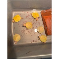 Res al bino turtle 3-4cm bright yellow grade A+