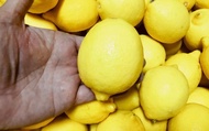 【成熟才採收 來自美國加州的黃檸檬3斤】果香濃郁 香甜多汁