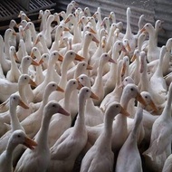 telur tetas bebek Peking jumbo original