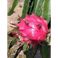 🔥Ready Stock🔥Special Dark Red Dragon Fruits Trees / Thailand SPECIAL Merah Anak Pokok Buah Naga / 泰国