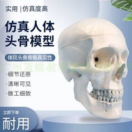 1：1 Human Anatomical Model Medicine Skull Human Anatomical Anatomy Head Studying Anatomy Teaching Su