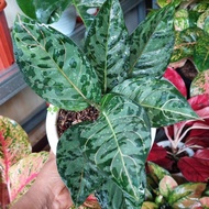 aglaonema armylook