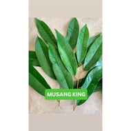 20 SCION MUSANG KING DARI LADANG/ KERATAN MATA TUNAS MUSANG KING