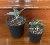 步行者 虎尾蘭 稀有品種 二年生 虎皮蘭 盆栽 辦公室植物 空氣淨化 擺設 綠植 禮物 風水植物 室內植物 室內設計 indoor plant pot gardening
