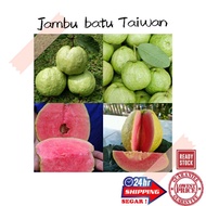 (GG real plant) anak pokok jambu batu Taiwan  Pinkguava Cepat berbuah hybrid top premium quality fruits manis sedap