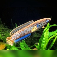 PROMO!Channa Bleheri (Baby)6Cm Berkualitas Super 100%Original