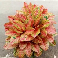 aglonema red anjamani (taman hias aglaonema red anjamani) - taman