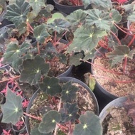 begonia black Velvet /tanaman hias begonia