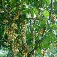 Bibit Buah Duku komering Asli manis dan buah besar