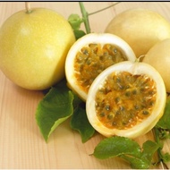 PANAMA PASSION FRUIT PLANT /ANAK POKOK MARKISA JENIS PANAMA /   BENIH 20 JIJI