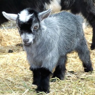 kambing hias pygmy goat kambing mini Berkualitas