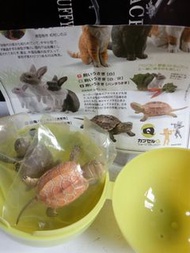 海洋堂capsuleQ 日本之動物 朱古力蛋 食玩 盒蛋 錢龜 2隻（通常色+色彩變異）