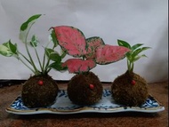 懶人盆栽/白金葛,如意皇后/黃金葛/3個連盆