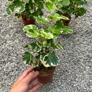 GPS Green Plant Society Live Plant Polyscia Balfouriana Variegated 圆叶福禄桐锦 P90