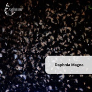 Daphnia Magna kutu air , Indoor culture