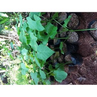 Pohon jarak bibit pohon jarak bibit tanaman jarak pohon jarak pagar