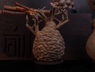 象足漆樹(中)無葉/仿生植物/塊根/居家擺飾/水泥飾品