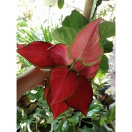 Aglaonema Varieties, Aglaonema Plants