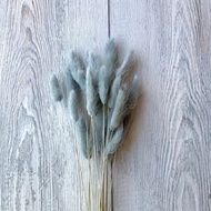 Bunga Lagurus Grey/Bunga Bulu Tebu Abu-abu /Dried Flower Lagurus Grey