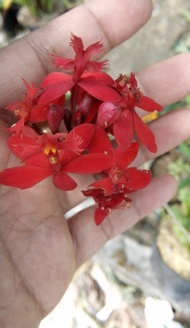 Tanaman hias anggrek epidendrum secundum merah atau anggrek merpati