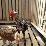 Sepasang Ayam Pelung Terbaik Asli Cianjur (2 bulan) Terlaris