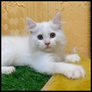 Kucing Persian Mix Mainecoon Jantan Kitten Telinga Antena White