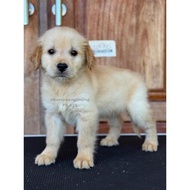 Anjing Golden Betina Imut dan Menawan 528