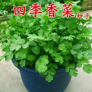 Four Seasons Coriander Seeds Daquan Farm Potted Seeds Big Leaf Coriander Coriander Seeds Vegetable S