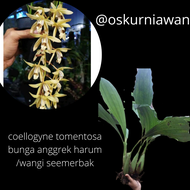 bunga anggrek tomentosa-wangi-harum semerbak