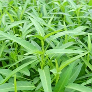 ♂Benih Kangkong Daun BesarWater Spinach Seed翁菜种子♦