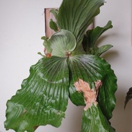 象耳鹿角蕨/鹿角蕨